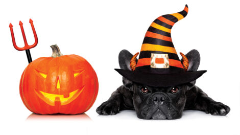 article image - halloween dog